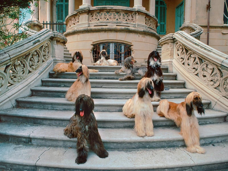 Afghan Hounds have taken the Best in Show title at Crufts on two occasions. Montravia Kaskarak Hitari, owned by Pauline Gibbs, was triumphant in 1983, followed by Viscount Grant, owned by Chris and Julie Amoo, four years later.