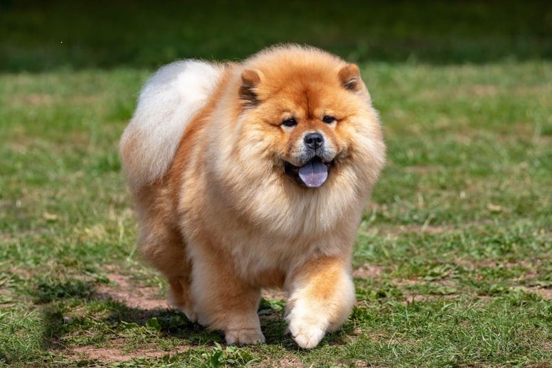 The Chow Chow's luxurious and thick coat makes them look like a friendly lion and makes them seemingly impervious to dropping temperatures. Originally bred to guard royal palaces in their native China, they are quite happy to spend the majority of their time outside.