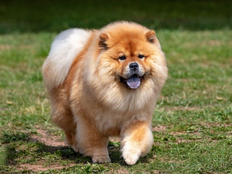 The Chow Chow's luxurious and thick coat makes them look like a friendly lion and makes them seemingly impervious to dropping temperatures. Originally bred to guard royal palaces in their native China, they are quite happy to spend the majority of their time outside.