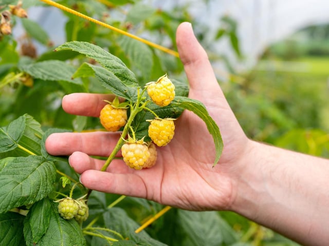 Exclusive to Asda - Scotty Brand and Bruce Farms' Scottish Grown Golden Raspberries