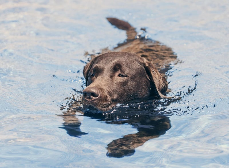Labradors are highly-intelligent, a trait exemplified by a service dog called Endal who found fame in the UK in the 2000s. Endal was able to respond to over 100 instructions and could carry out a large number of tasks for his owner - including picking items from supermarket shelves, operating buttons and switches, loading and emptying a washing machine, and withdrawing cash from an autoteller.