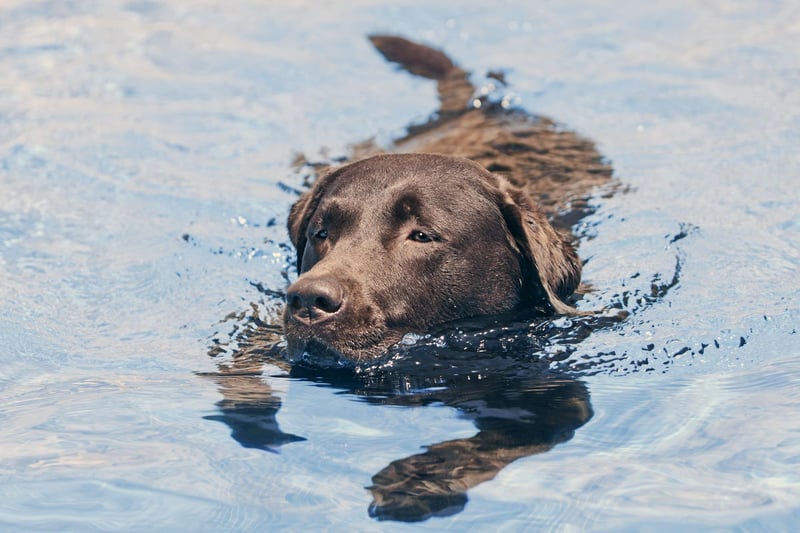 Labradors are highly-intelligent, a trait exemplified by a service dog called Endal who found fame in the UK in the 2000s. Endal was able to respond to over 100 instructions and could carry out a large number of tasks for his owner - including picking items from supermarket shelves, operating buttons and switches, loading and emptying a washing machine, and withdrawing cash from an autoteller.