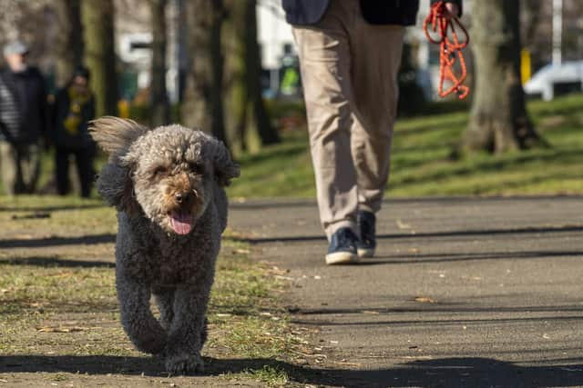 One of SNP Edinburgh Central candidate Angus Robertson's dogs. Picture: Lisa Ferguson