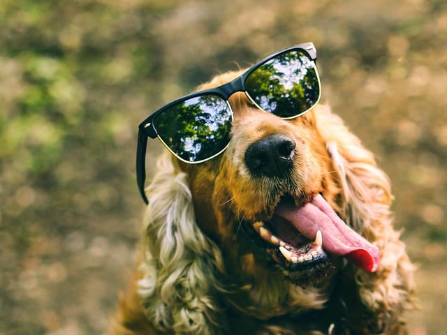 Adding low sodium chicken broth or beef broth – without the onions - or bone broth to plain water is another handy way to encourage our dogs to drink more.