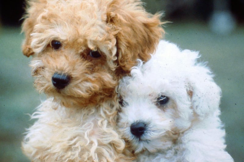 Poodles are incredibly intelligent dogs and have hypoallergenic coats - explaining their huge popularity around the world. They even come in three sizes - Standard, Miniature and Toy - so there's guaranteed to be one to suit your home and lifestyle.