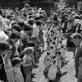 Families and children watch the famous Penguin Parade at Edinburgh Zoo in the summer of 1962. The first parade happened by mistake when some penguins escaped their enclosure in 1950.