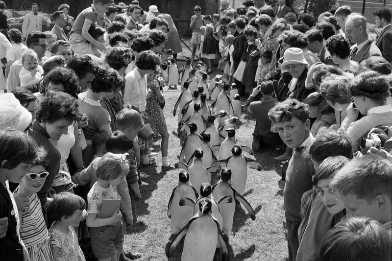 Families and children watch the famous Penguin Parade at Edinburgh Zoo in the summer of 1962. The first parade happened by mistake when some penguins escaped their enclosure in 1950.
