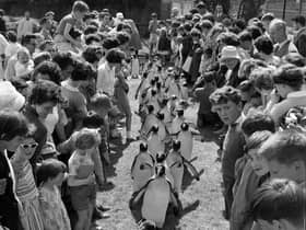 Families and children watch the famous Penguin Parade at Edinburgh Zoo in the summer of 1962. The first parade happened by mistake when some penguins escaped their enclosure in 1950.