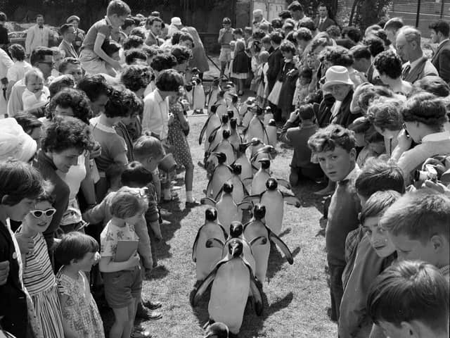 Families and children watch the famous Penguin Parade at Edinburgh Zoo in the summer of 1962. The first parade happened by mistake when some penguins escaped their enclosure in 1950.