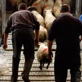 Sheep being transported