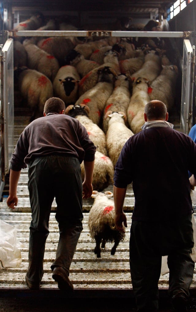 Sheep being transported
