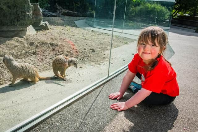 Sick Kids' patient Rosa Carter, four, interacts with the meerkats. Picture: Chris Watt Photography