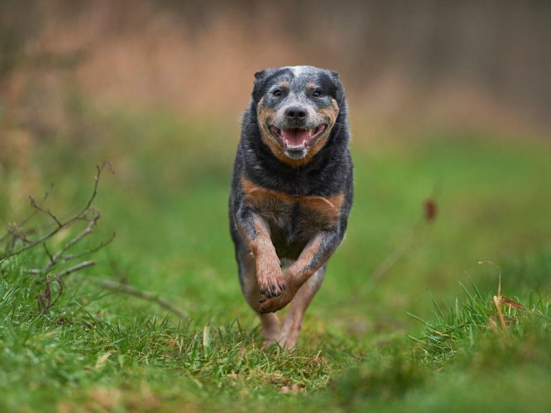 The issue with the Australian Cattle Dog is the sheer amount of exercise they need to stay happy and healthy. Taking care of this dog can often feel like a full time job.