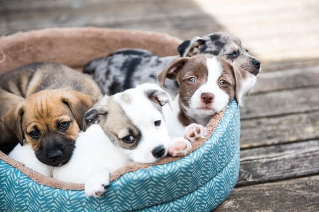 Demand for puppies has skyrocketed during quarantine - but so has puppy scams (Photo: Shutterstock)