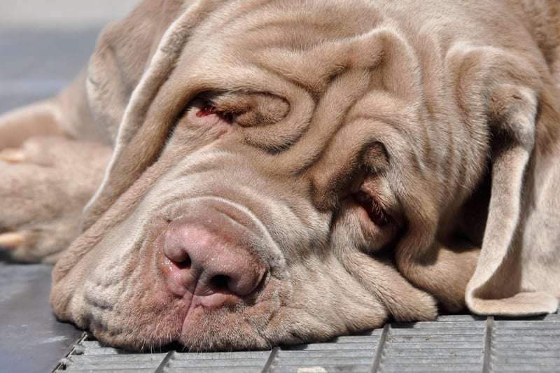 The adorably wrinkly Neopolitan Mastiff can expect to live for 7-9 years.