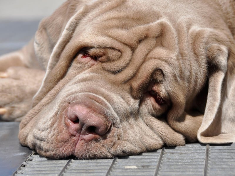 The adorably wrinkly Neopolitan Mastiff can expect to live for 7-9 years.
