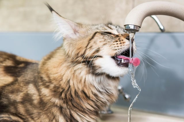If your cat likes to drink out of a dripping tap, leave one on for her. Cats are really sensitive to the taste of water. Most prefer it to be fresh and moving because it's easier for them to find and hear than still water. It’s also more refreshing and tastes better than water that has been sitting in a bowl.