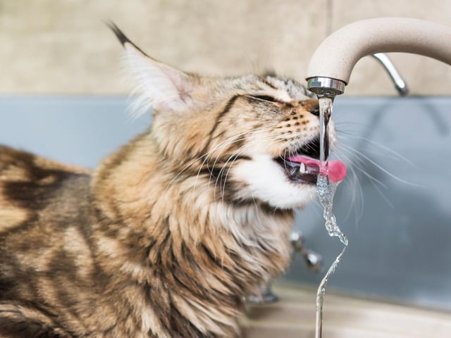 If your cat likes to drink out of a dripping tap, leave one on for her. Cats are really sensitive to the taste of water. Most prefer it to be fresh and moving because it's easier for them to find and hear than still water. It’s also more refreshing and tastes better than water that has been sitting in a bowl.