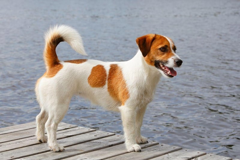 It may surprise some that the Jack Russell Terrier is the dog most likely to bite. These popular small dogs were originally bred to hunt and kill rats and other vermin, so giving chase and biting are very much in their DNA - although can be minimised with training.