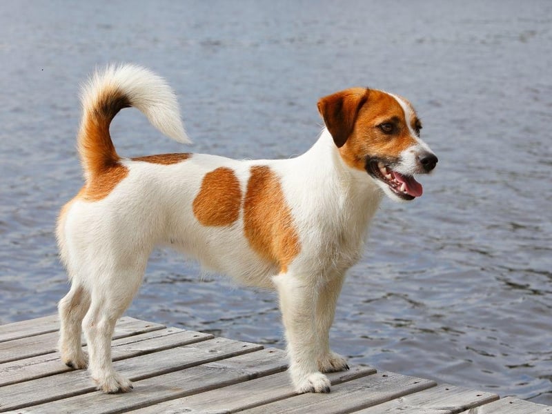 It may surprise some that the Jack Russell Terrier is the dog most likely to bite. These popular small dogs were originally bred to hunt and kill rats and other vermin, so giving chase and biting are very much in their DNA - although can be minimised with training.