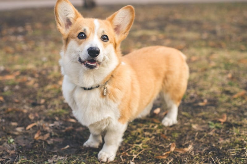 According to Welsh legend, the Corgi is an enchanted dog ridden by fairies and elves at night and used to pull their carriages.