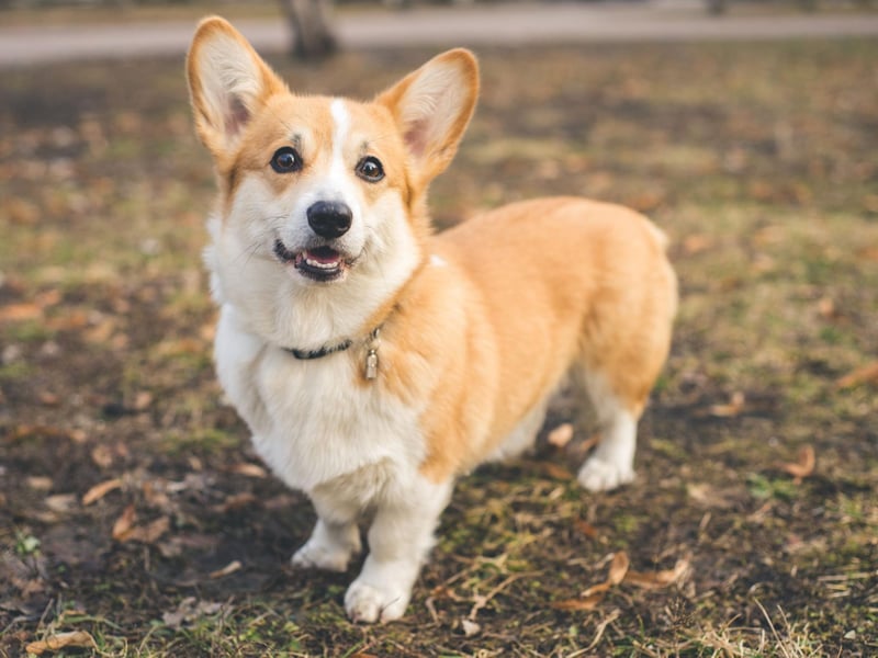 According to Welsh legend, the Corgi is an enchanted dog ridden by fairies and elves at night and used to pull their carriages.