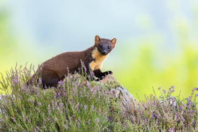 Apine marten on Ardnamurchan Peninsula.