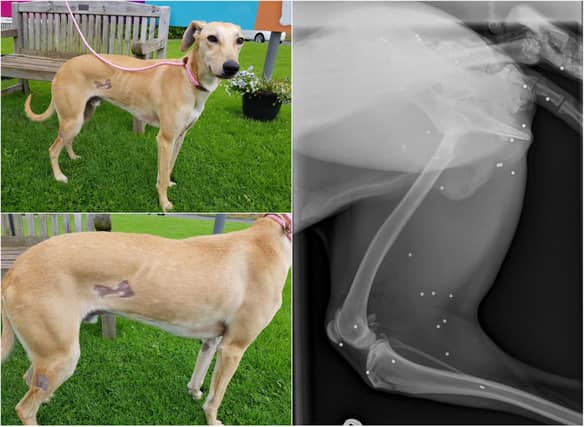 The dog was found with 60 pellet gun wounds. Pictures: SSPCA