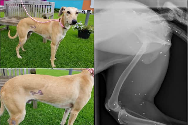 The dog was found with 60 pellet gun wounds. Pictures: SSPCA