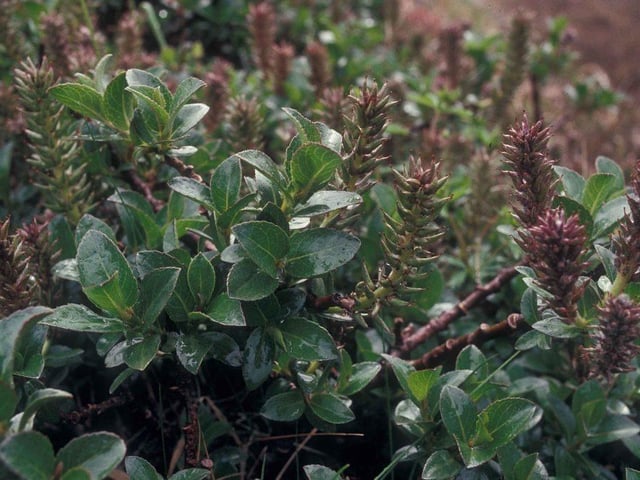 Whortle-leaved, part of the NTS's priority mountain willow scrub habitat, is found at the charity's Ben Lawers site