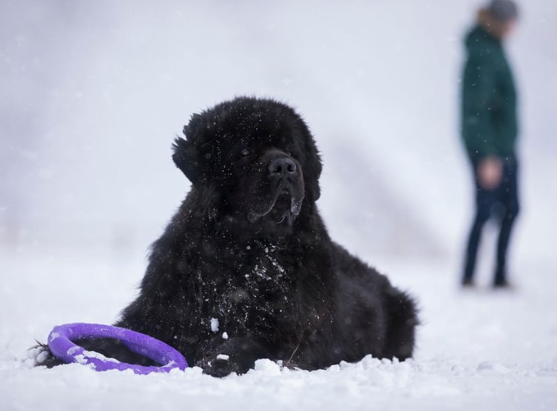 With its thick black hair and hefty body, the Newfoundland can cope with the harshest of conditions. They are particularly well known for saving people from water - able to safely swim in the iciest rivers, lakes and seas.