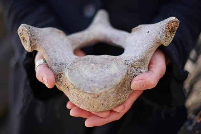 The remains of whales washed ashore in Scotland will be used to create works of art for a new exhibition on Mull.