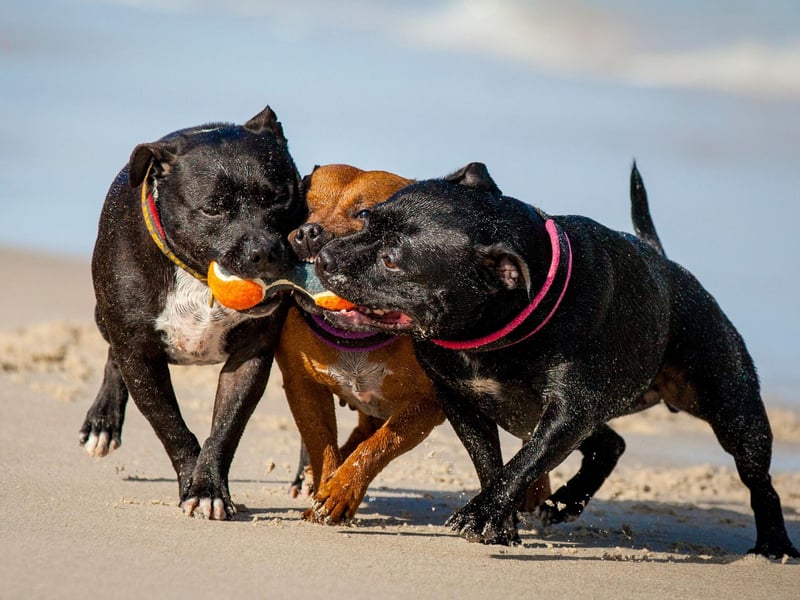 Perhaps inspired by popular children's television show 'Blue's Clues', Blue completes our top 10 of the most popular names for Staffordshire Bull Terriers.