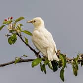 This rare leucistic European starling was spotted and photographed by Caroline Legg when out on a walk near her home in Dumfries and Galloway