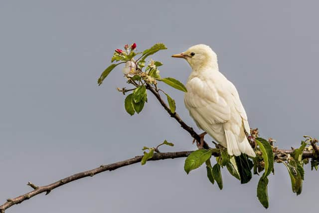 This rare leucistic European starling was spotted and photographed by Caroline Legg when out on a walk near her home in Dumfries and Galloway