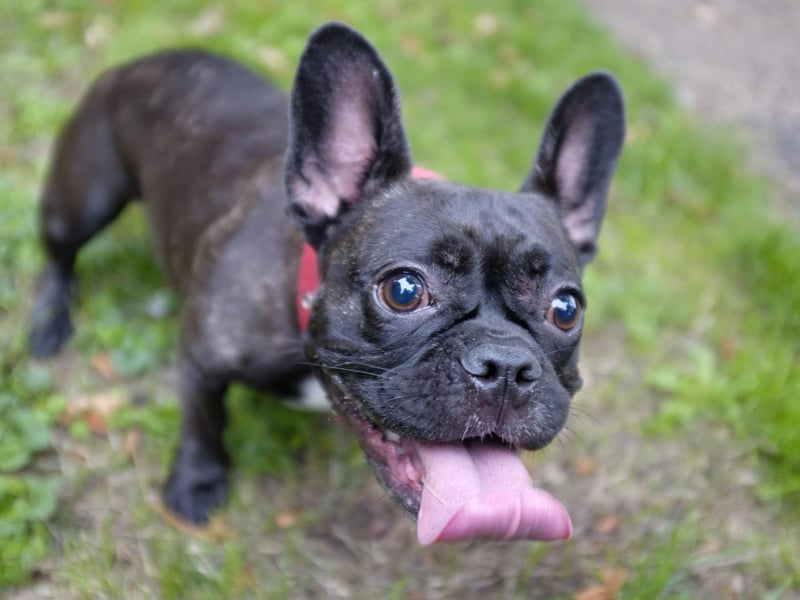 Just like its cousin from across the Channel, the French Bulldog finds it hard to breathe in hot weather. Combined with their love of rushing around while out and about, it means walks in the sun can be a disaster. Take them out for their daily outing early ihe morning or in the evening instead.