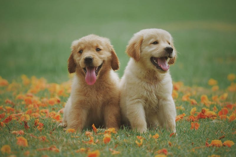 The most popular dog in any given park is likely to be a Golden Retriever. This breed love their family but have plenty of affection left over to shower upon anybody else they happen to meet on any given day.