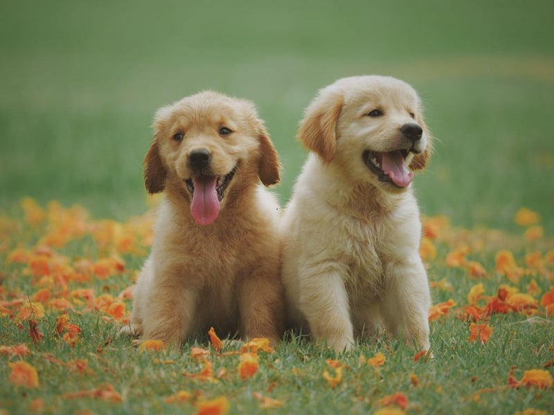 The most popular dog in any given park is likely to be a Golden Retriever. This breed love their family but have plenty of affection left over to shower upon anybody else they happen to meet on any given day.