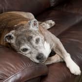 Looking for inspiration to name your Staffordshire Bull Terrier?