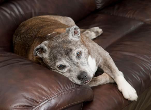 Looking for inspiration to name your Staffordshire Bull Terrier?