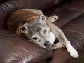 Looking for inspiration to name your Staffordshire Bull Terrier?