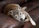 Looking for inspiration to name your Staffordshire Bull Terrier?