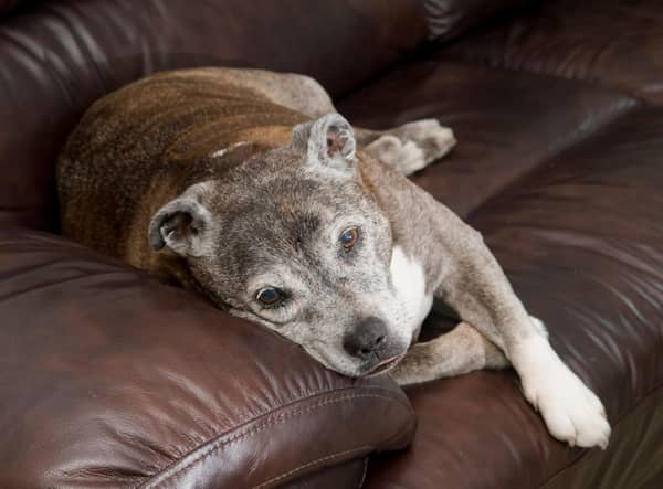 Looking for inspiration to name your Staffordshire Bull Terrier?