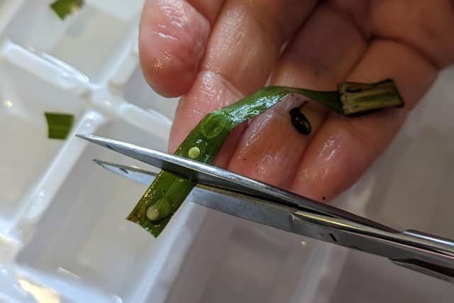 Newt eggs (pic: Danny O'Brien)