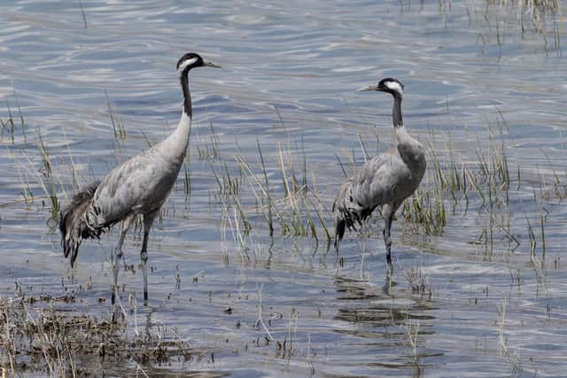 The Common Crane is making a comeback in Britain with sight of the regal birds a sign of the power of nature restoration, writes Philip Lymbery.  PIC: CC/Zeynel Cebeci