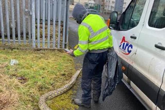 The 14ft long snake was found in Greenock