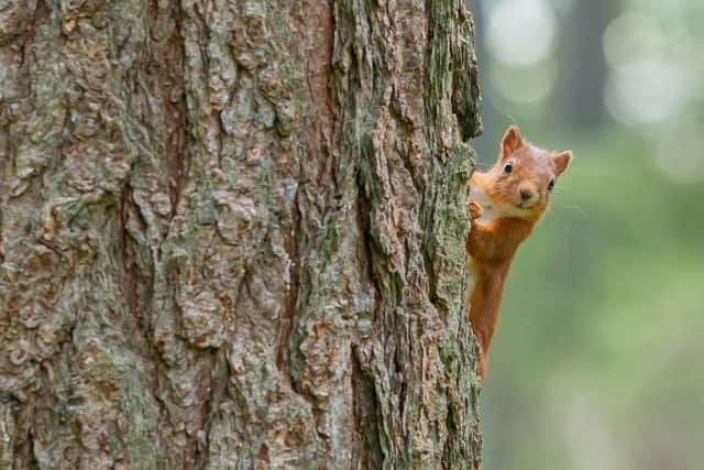 Conservation project Saving Scotland's Red Squirrels has been awarded more than £1m from the Scottish Government's Nature Restoration Fund, to help safeguard the survival of the country's only native squirrel species. Picture: Raymond Leinster
