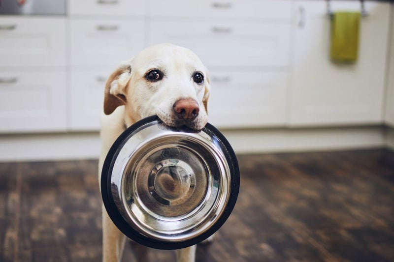The king of the soft mouthed dogs, the Labrador Retriever has long been the top choice for hunters and holds the title of the world's most popular dog.
