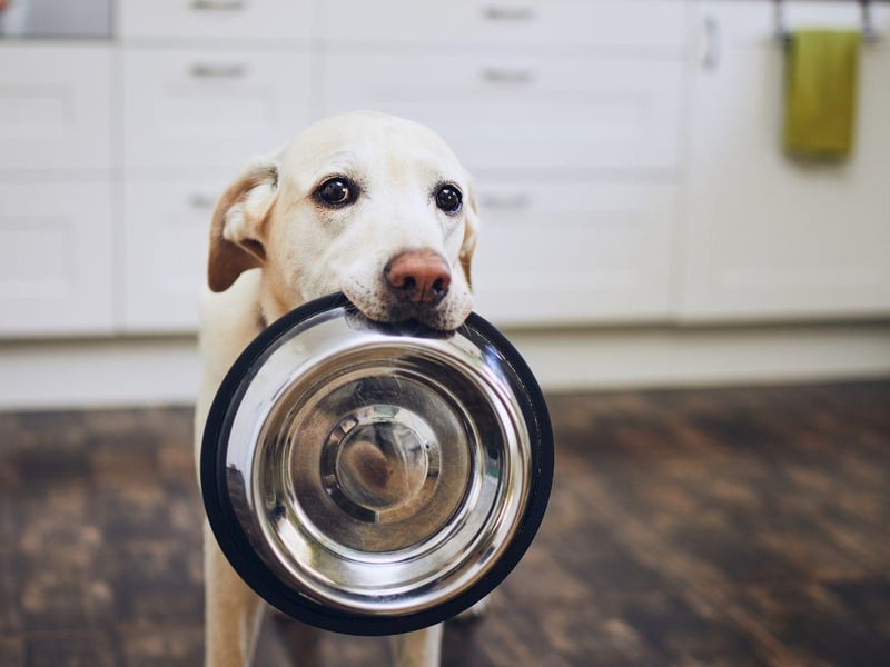 The king of the soft mouthed dogs, the Labrador Retriever has long been the top choice for hunters and holds the title of the world's most popular dog.
