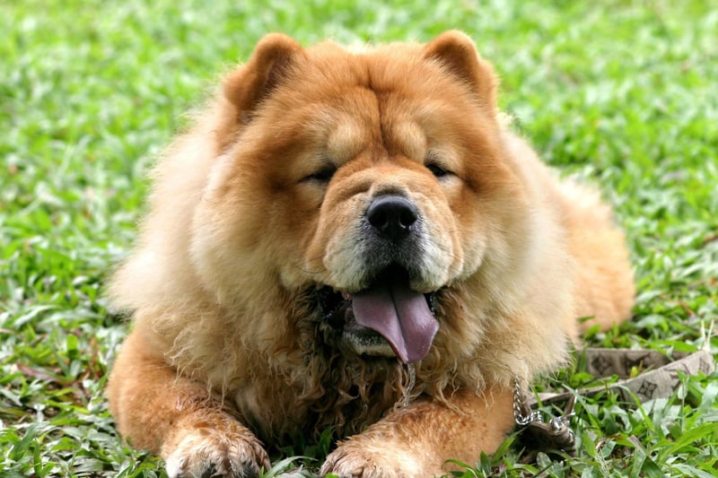 Another breed with a luxuriously thick coat, regularly brushing a Chow Chow to thin out its fur can help it cope better with summer days.